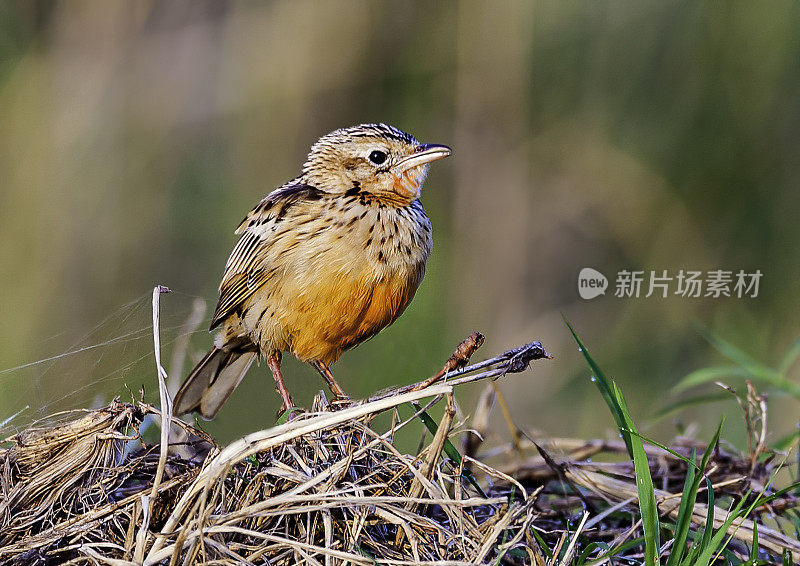 玫瑰红喉长爪，也被称为玫瑰红胸长爪(Macronyx amelae)是一种鸟类在Motacillidae科。马赛马拉国家
储备,肯尼亚。